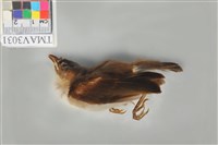 藏品(白頭翁)的圖片